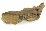 Hadrosaur (Edmontosaurus) Bone in Sandstone - Wyoming #265756-2